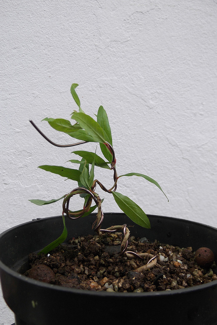 bonsai from seed